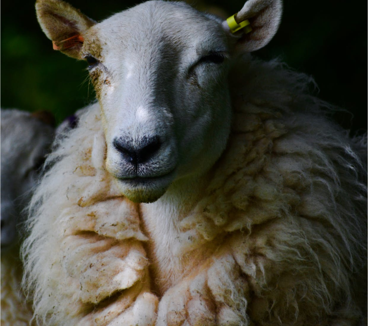 Cashmere Cashmere