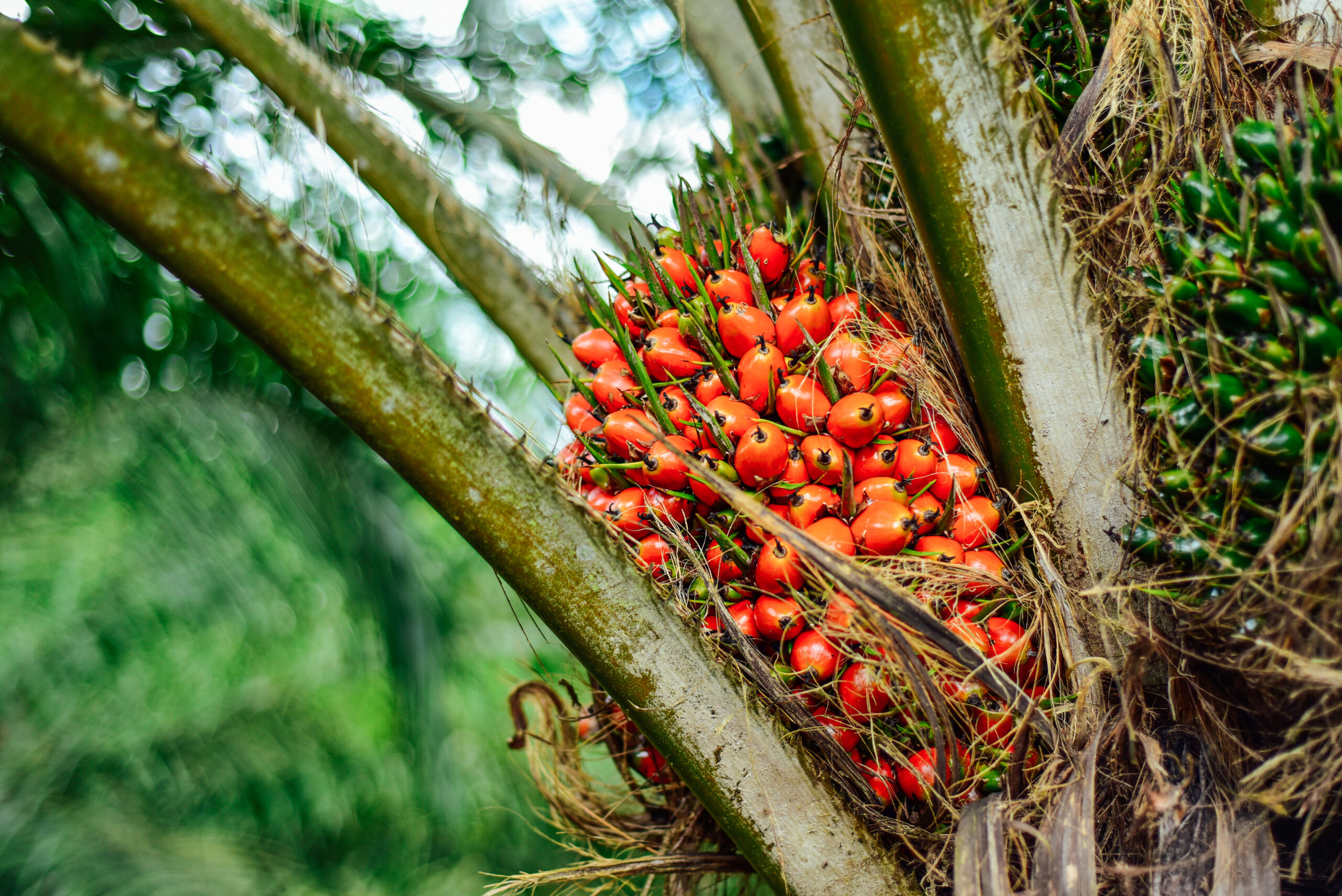Medium close up of oil palm fruits on trees. Medium close up of oil palm fruits on trees.