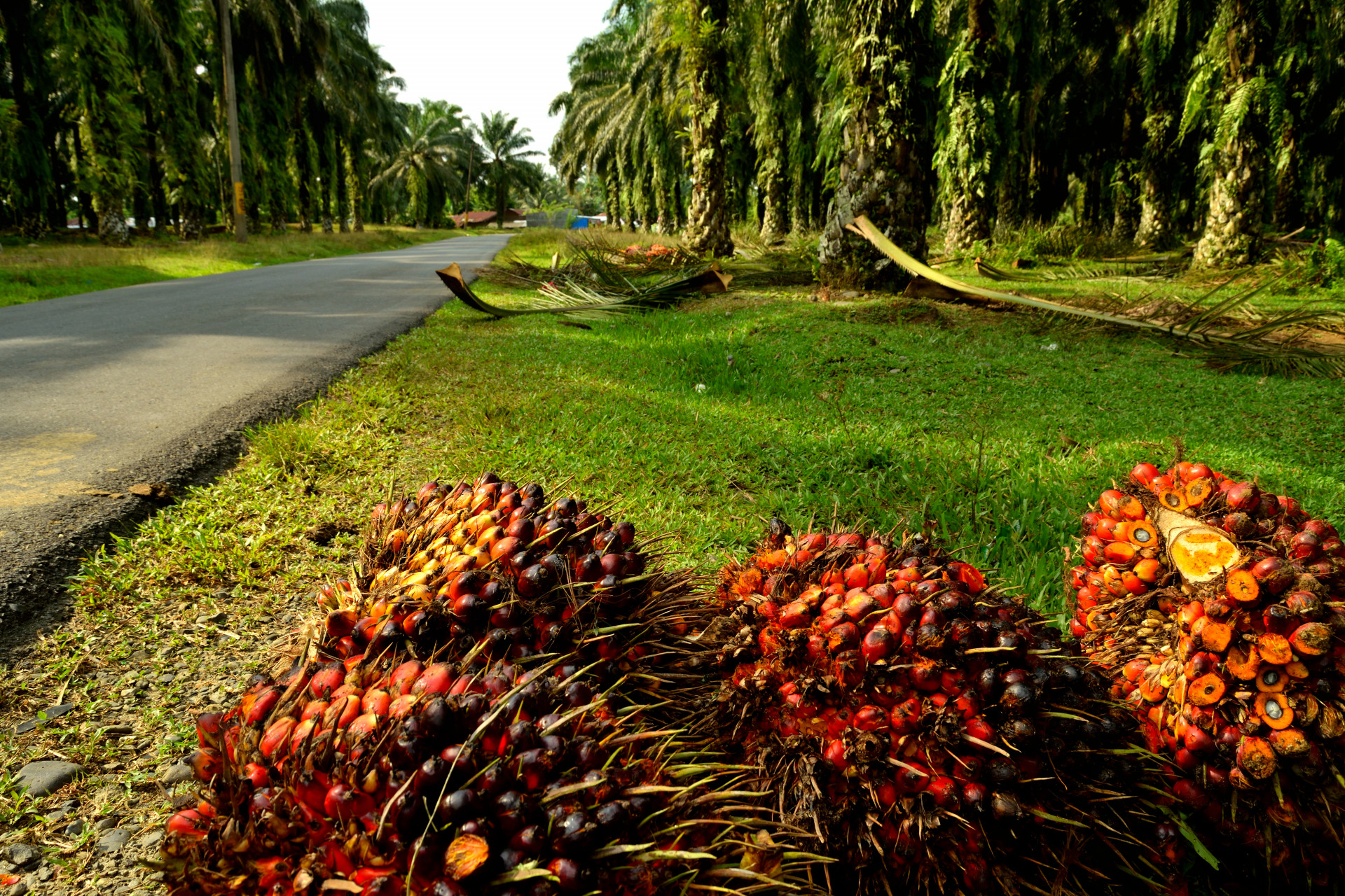 RSPO_palm_oil RSPO_palm_oil