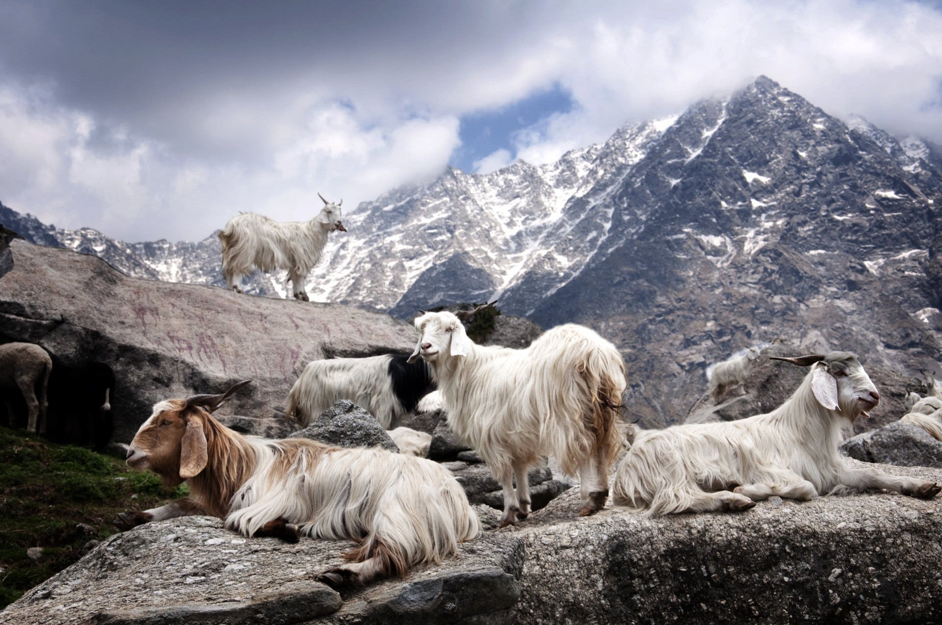 cashmere_goats cashmere_goats